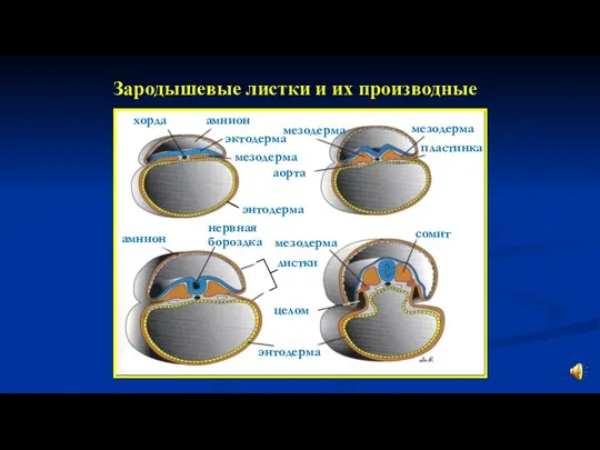 Зародышевые листки и их производные