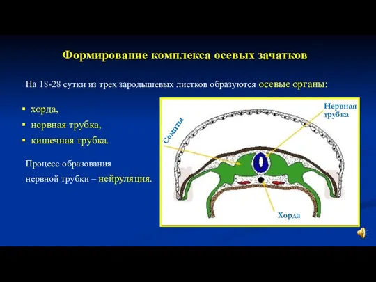 Формирование комплекса осевых зачатков На 18-28 сутки из трех зародышевых листков образуются