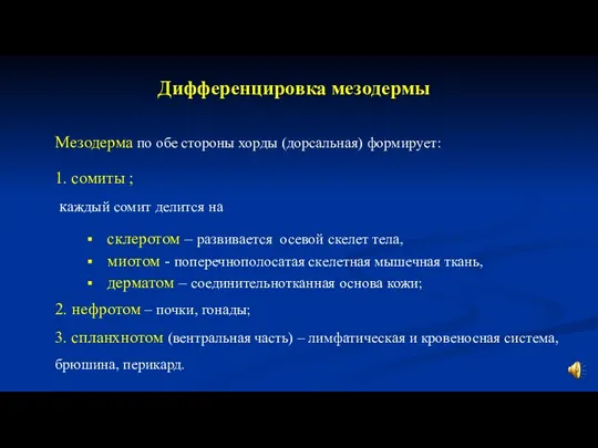 Мезодерма по обе стороны хорды (дорсальная) формирует: 1. сомиты ; каждый сомит