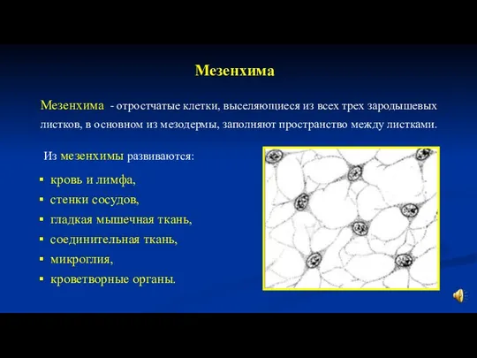 Мезенхима Из мезенхимы развиваются: кровь и лимфа, стенки сосудов, гладкая мышечная ткань,