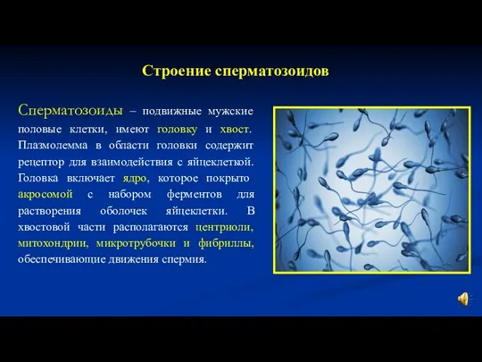 Строение сперматозоидов Сперматозоиды – подвижные мужские половые клетки, имеют головку и хвост.