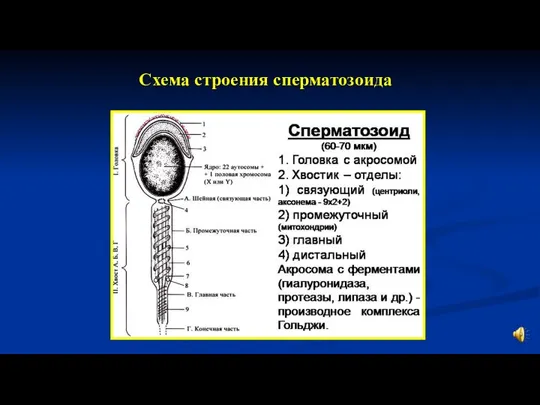 Схема строения сперматозоида