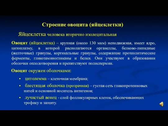 Строение овоцита (яйцеклетки) Овоцит (яйцеклетка) – крупная (около 130 мкм) неподвижная, имеет