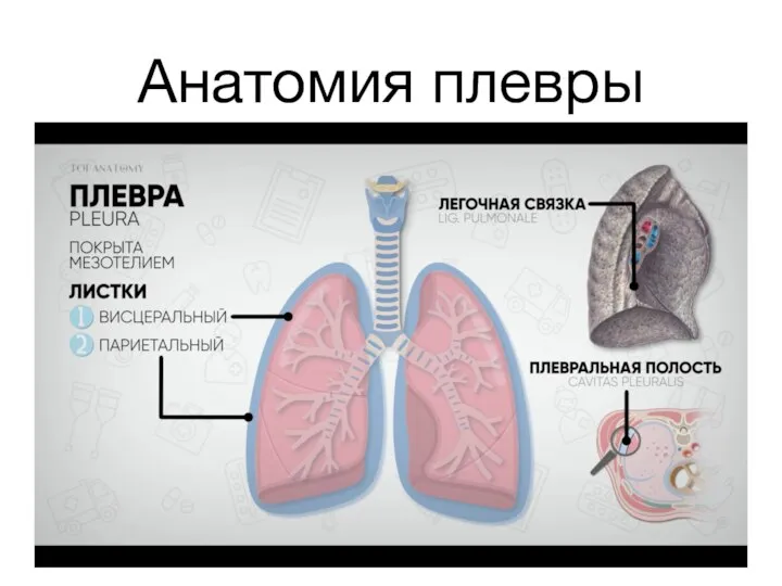 Анатомия плевры