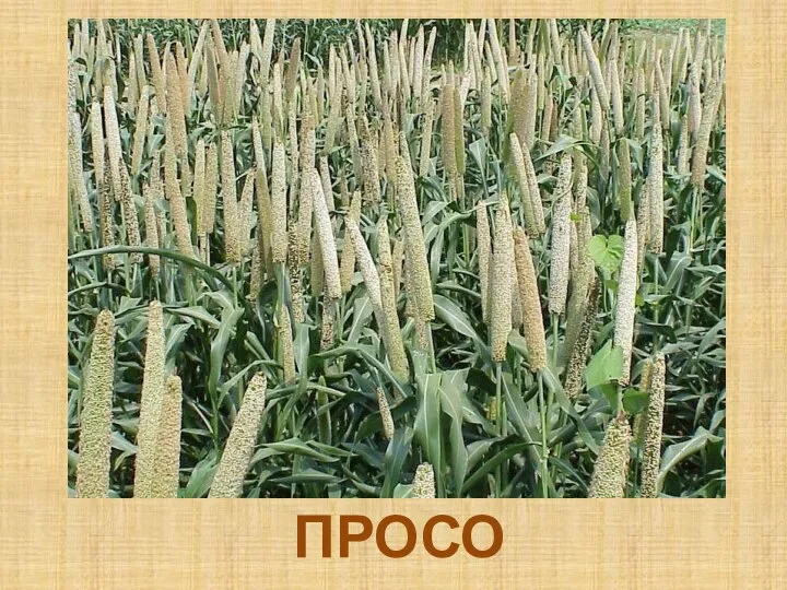 ПРОСО