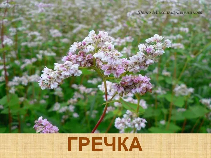 ГРЕЧКА