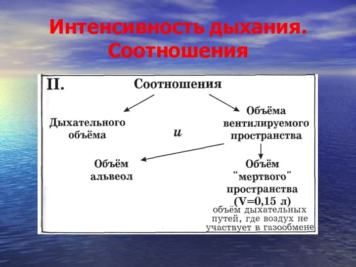 Интенсивность дыхания. Соотношения