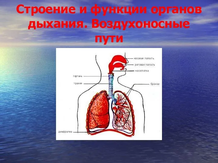 Строение и функции органов дыхания. Воздухоносные пути