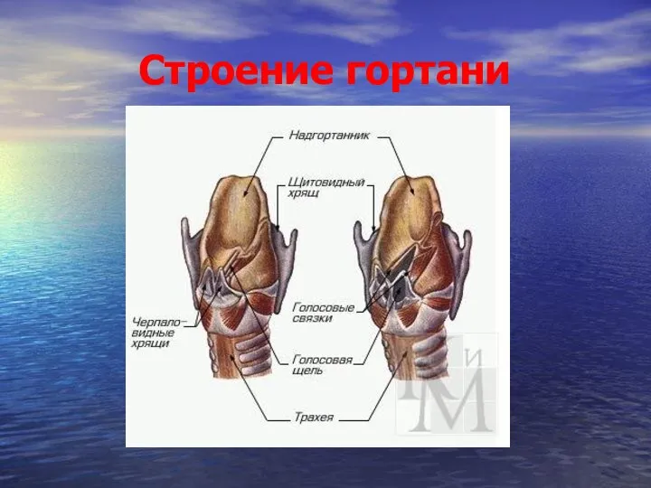 Строение гортани