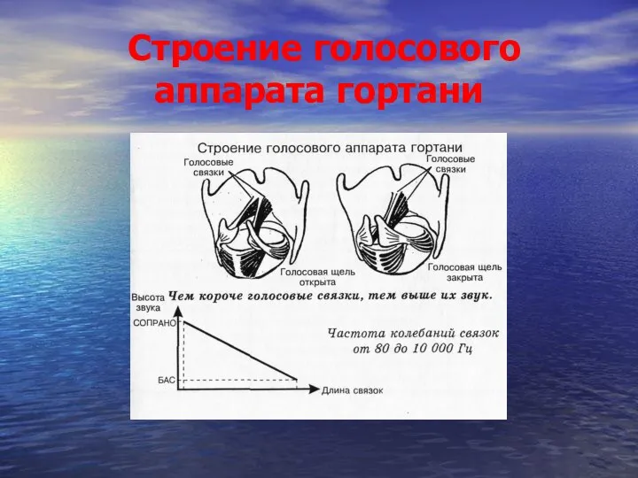 Строение голосового аппарата гортани