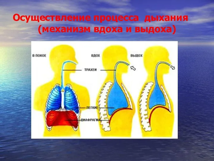 Осуществление процесса дыхания (механизм вдоха и выдоха)