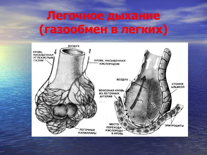 Легочное дыхание (газообмен в легких)