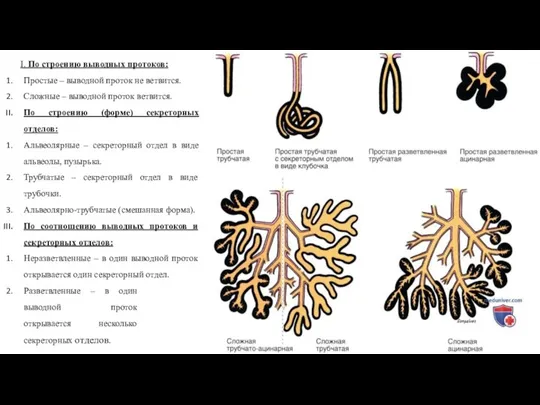 I. По строению выводных протоков: Простые – выводной проток не ветвится. Сложные