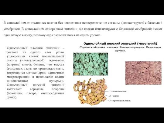 В однослойном эпителии все клетки без исключения непосредственно связаны, (контактируют) с базальной