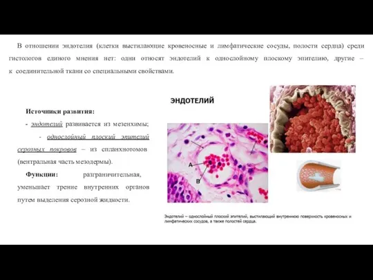 В отношении эндотелия (клетки выстилающие кровеносные и лимфатические сосуды, полости сердца) среди