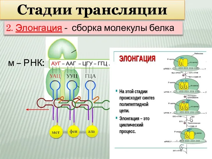 Стадии трансляции м – РНК: АУГ – ААГ – ЦГУ – ГГЦ