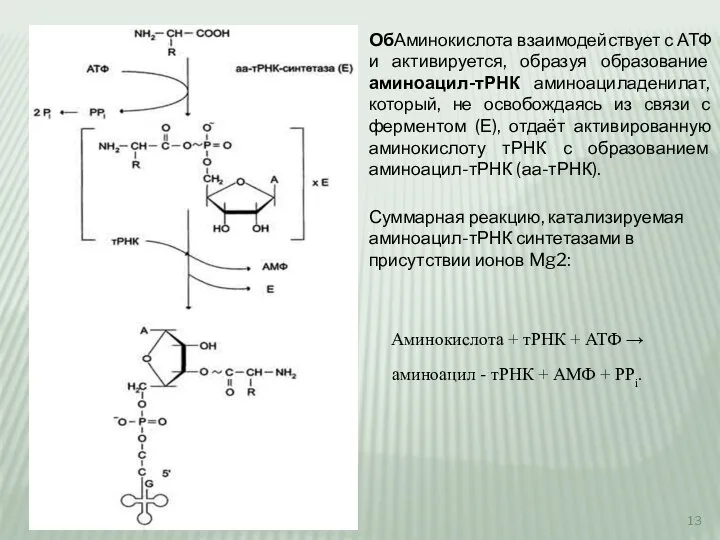 ОбАминокислота взаимодействует с АТФ и активируется, образуя образование аминоацил-тРНК аминоациладенилат, который, не
