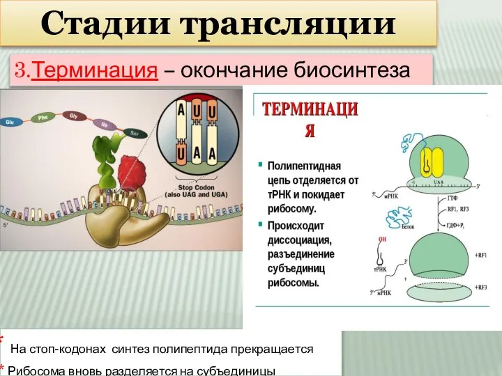 Стадии трансляции 3.Терминация – окончание биосинтеза На стоп-кодонах синтез полипептида прекращается Рибосома вновь разделяется на субъединицы