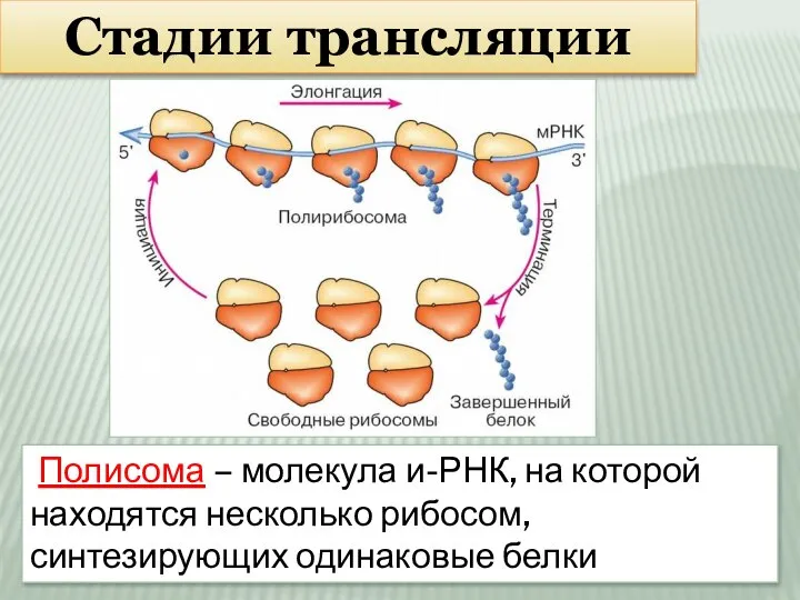 Стадии трансляции Полисома – молекула и-РНК, на которой находятся несколько рибосом, синтезирующих одинаковые белки