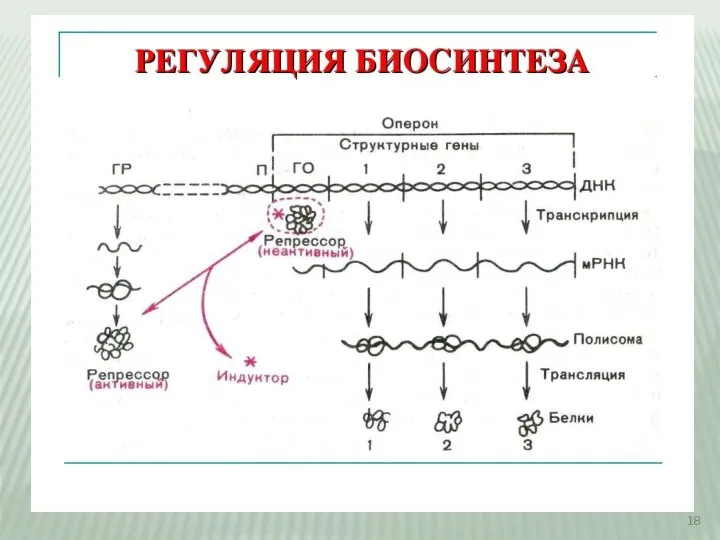 Регуляция синтеза белка