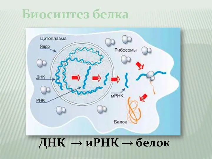 Биосинтез белка ДНК → иРНК → белок