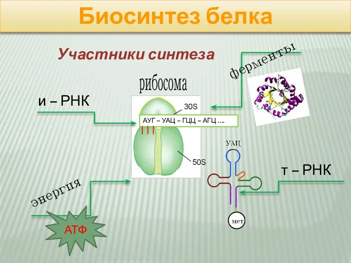 Биосинтез белка рибосома АУГ – УАЦ – ГЦЦ – АГЦ …. и