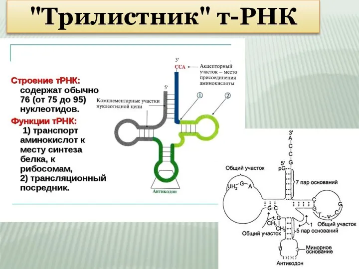 "Трилистник" т-РНК