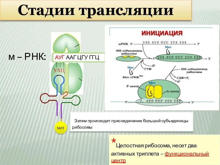 Стадии трансляции м – РНК: АУГ ААГ ЦГУ ГГЦ Затем происходит присоединение