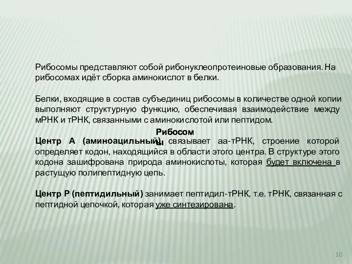 Рибосомы представляют собой рибонуклеопротеиновые образования. На рибосомах идёт сборка аминокислот в белки.