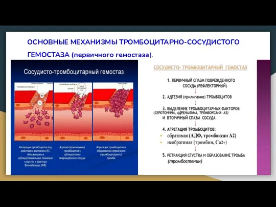 ОСНОВНЫЕ МЕХАНИЗМЫ ТРОМБОЦИТАРНО-СОСУДИСТОГО ГЕМОСТАЗА (первичного гемостаза).