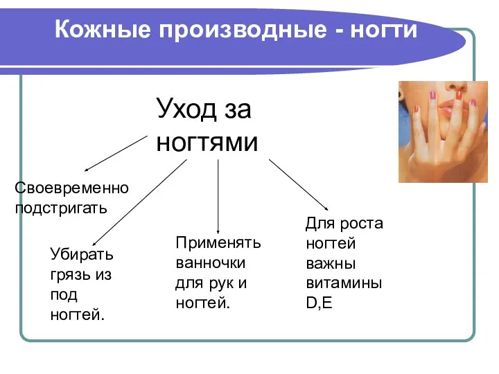 Кожные производные - ногти Уход за ногтями Своевременно подстригать Убирать грязь из