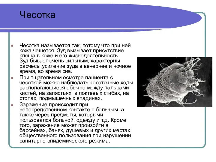 Чесотка называется так, потому что при ней кожа чешется. Зуд вызывает присутствие