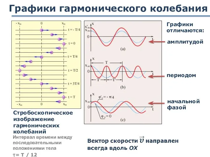 Графики гармонического колебания Стробоскопическое изображение гармонических колебаний амплитудой Графики отличаются: периодом начальной