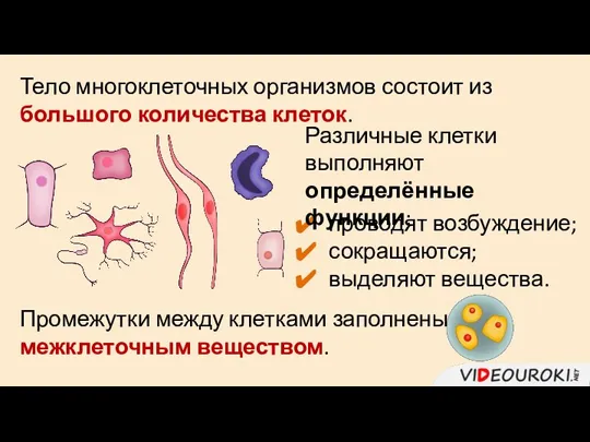 Тело многоклеточных организмов состоит из большого количества клеток. проводят возбуждение; сокращаются; выделяют