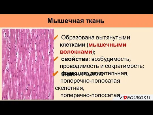 Мышечная ткань Образована вытянутыми клетками (мышечными волокнами); свойства: возбудимость, проводимость и сократимость;