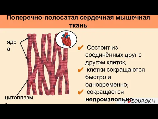 Поперечно-полосатая сердечная мышечная ткань Состоит из соединённых друг с другом клеток; клетки