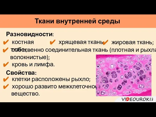 Ткани внутренней среды костная ткань; Разновидности: кровь и лимфа. клетки расположены рыхло;