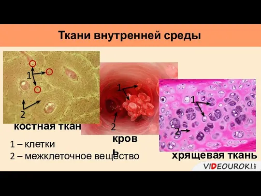 хрящевая ткань костная ткань кровь 1 – клетки 2 – межклеточное вещество