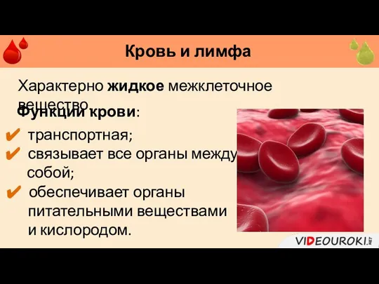 Кровь и лимфа Характерно жидкое межклеточное вещество. Функции крови: транспортная; связывает все
