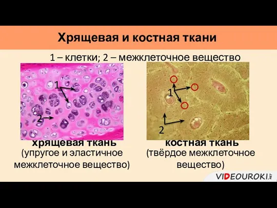 Хрящевая и костная ткани хрящевая ткань 1 – клетки; 2 – межклеточное