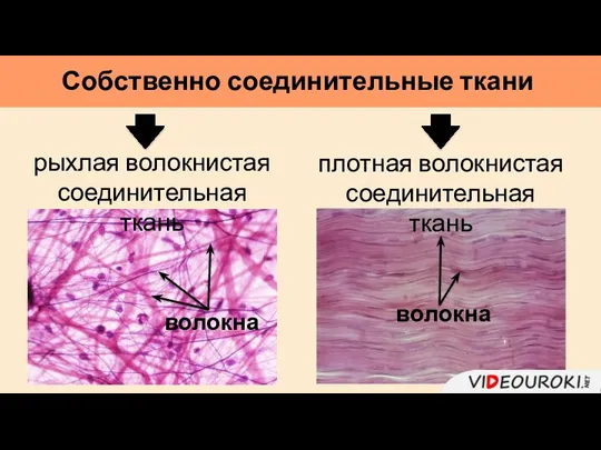 Собственно соединительные ткани рыхлая волокнистая соединительная ткань плотная волокнистая соединительная ткань волокна волокна