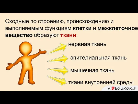 Сходные по строению, происхождению и выполняемым функциям клетки и межклеточное вещество образуют