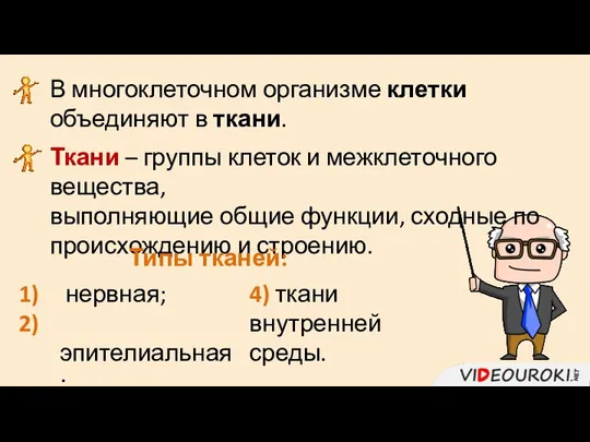 В многоклеточном организме клетки объединяют в ткани. Ткани – группы клеток и