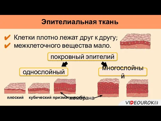 Эпителиальная ткань Клетки плотно лежат друг к другу; межклеточного вещества мало. покровный