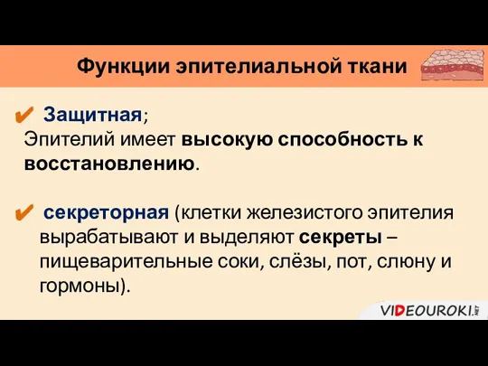 Функции эпителиальной ткани Защитная; Эпителий имеет высокую способность к восстановлению. секреторная (клетки