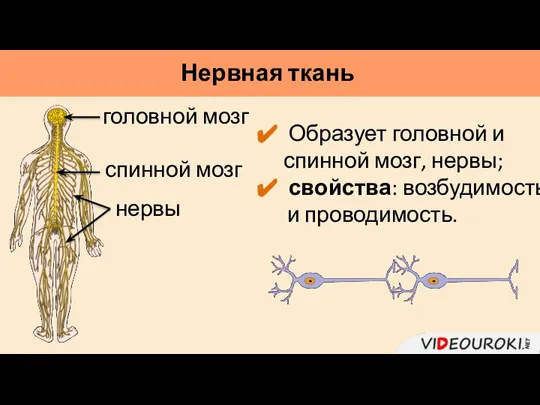 Нервная ткань Образует головной и спинной мозг, нервы; свойства: возбудимость и проводимость.