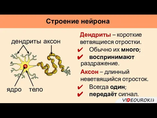 Строение нейрона дендриты аксон тело ядро Дендриты – короткие ветвящиеся отростки. Аксон