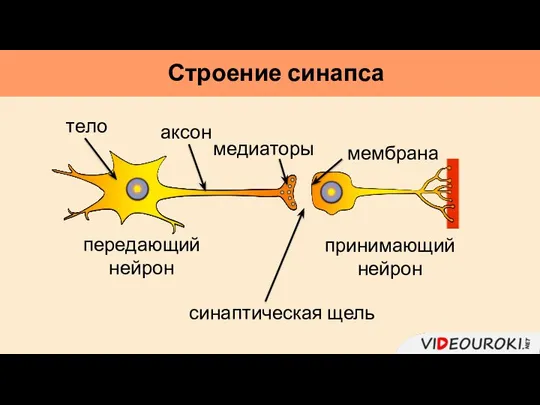 Строение синапса передающий нейрон принимающий нейрон синаптическая щель тело аксон медиаторы мембрана