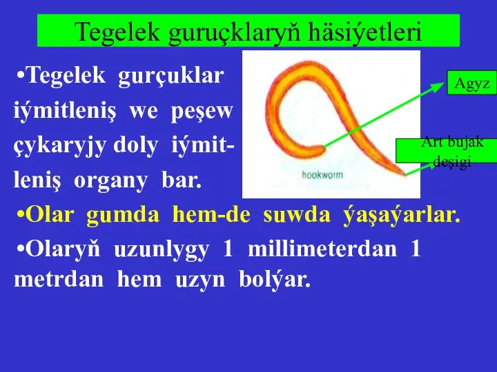 Tegelek guruçklaryň häsiýetleri Tegelek gurçuklar iýmitleniş we peşew çykaryjy doly iýmit- leniş