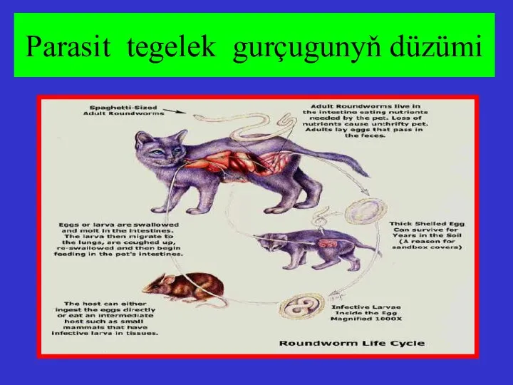 Parasit tegelek gurçugunyň düzümi